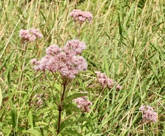 Eutrochium maculatum