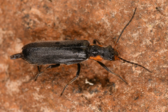 Cantharinae