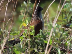 Centropus superciliosus burchellii