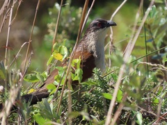 Centropus superciliosus burchellii
