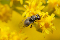 Pteromalidae