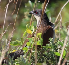 Centropus superciliosus burchellii