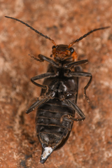 Cantharinae
