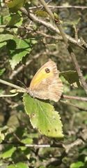 Pyronia tithonus