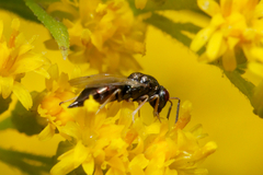 Pteromalidae