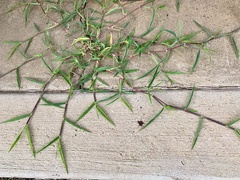 Poaceae
