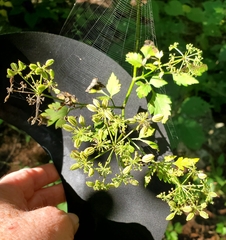 Thaspium barbinode