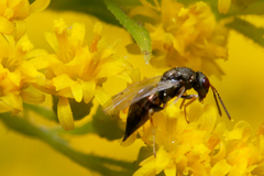 Pteromalidae