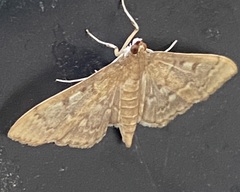 Herpetogramma aeglealis