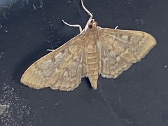 Herpetogramma aeglealis