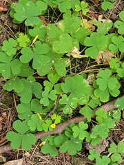 Oxalis suksdorfii
