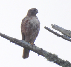 Buteo jamaicensis calurus