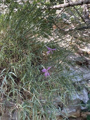 Dianthus pendulus