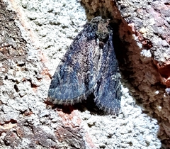 Phosphila turbulenta