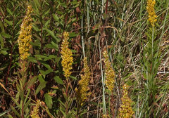Solidago lepida