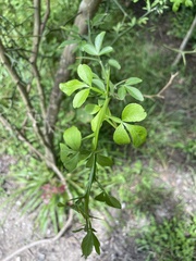 Citrus trifoliata
