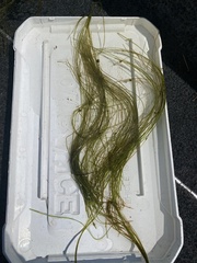 Eleocharis acicularis