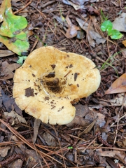 Lactarius psammicola