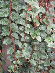 Rubus tricolor