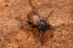 Bromius obscurus