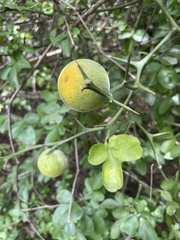Citrus trifoliata