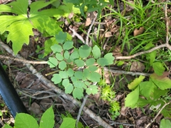 Thalictrum dasycarpum