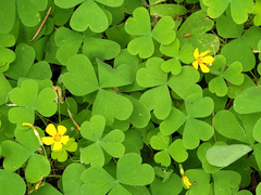 Oxalis suksdorfii