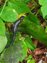 Ambystoma laterale