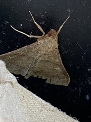 Renia discoloralis
