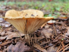 Lactarius psammicola