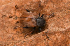 Bromius obscurus