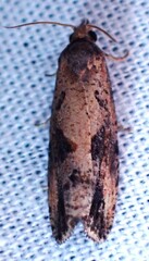Endothenia nubilana
