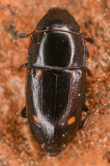 Glischrochilus siepmanni