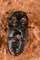 Glischrochilus siepmanni