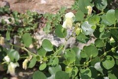 Capparis orientalis