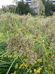 Scirpus