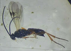 Braconidae