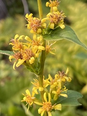 Solidago macrophylla