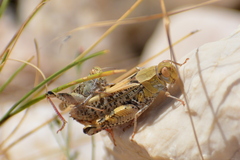 Calliptamus italicus
