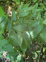 Prosartes hookeri