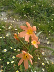 Moraea miniata