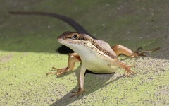 Trachylepis depressa