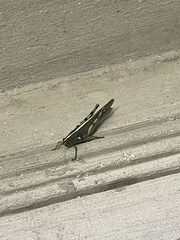 Schistocerca obscura