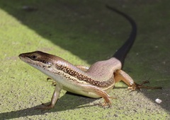 Trachylepis depressa