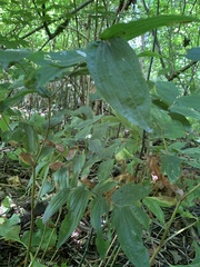 Prosartes hookeri