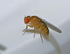 Drosophila