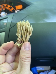 Ramaria stricta