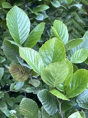 Alnus serrulata