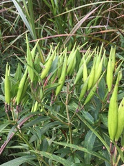 Asclepias incarnata