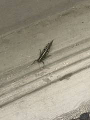 Schistocerca obscura